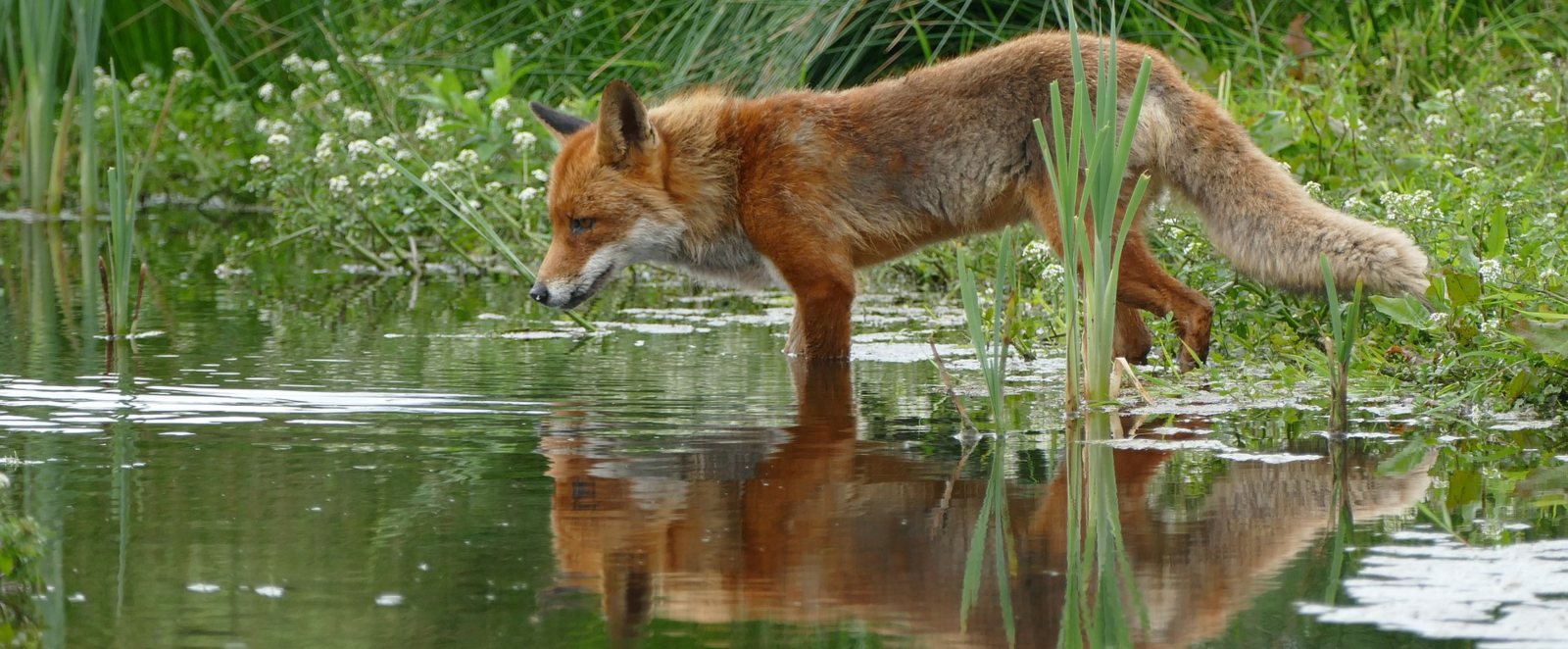 chrisbaum power animals blog