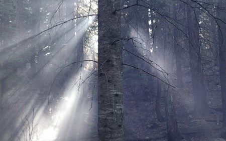 hart overarching tree blog