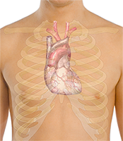 Surface_anatomy_of_the_heart Surface_anatomy_of_the_heart