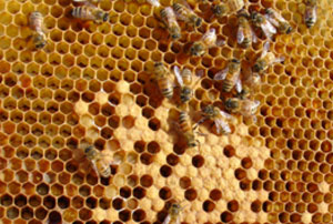 Ants blog 08102012 Ants blog 08102012