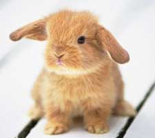 Does this bunny meditate too? Does this bunny meditate too?