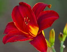 RedLily RedLily