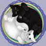yinyang yinyang